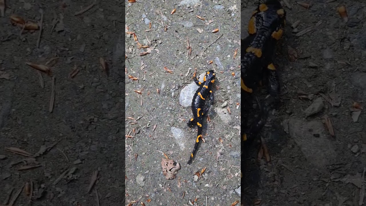 While hiking through the mountains, I met a salamander!   