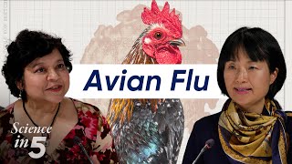 WHO’s Science in 5 -- Avian Influenza