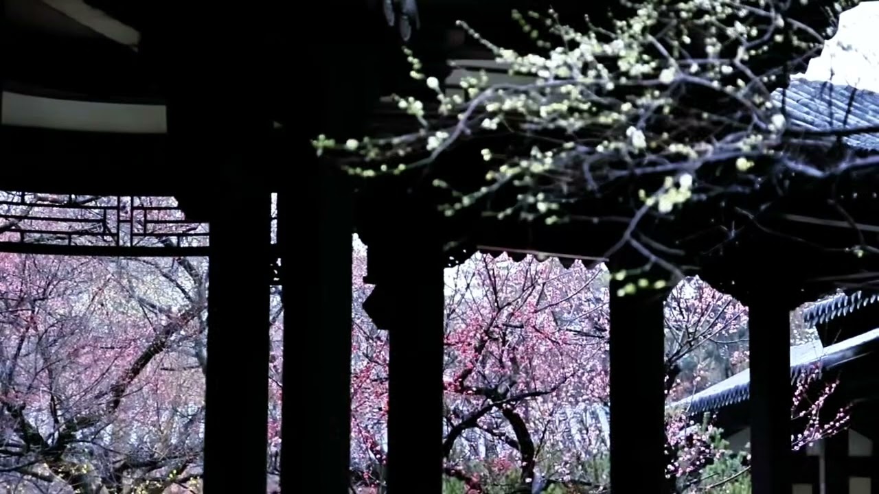 Plum Blossoms in Bloom at Meigang, Yuhuatai | Nanjing's Poetic Spring 🌸