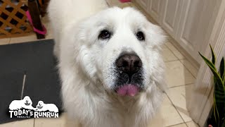 気まぐれで稀に息子（格下）をお出迎えするルンルンです　Great Pyrenees　グレートピレニーズ
