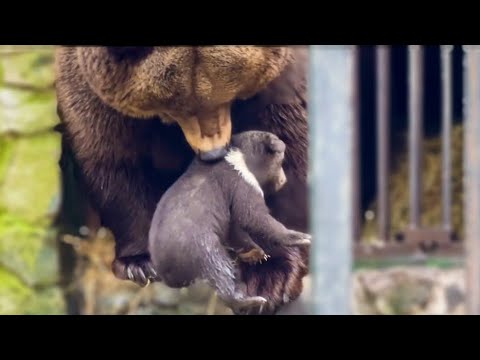 Видео: Медведица мама ЗАНОСИТ в берлогу медвежат после прогулки!