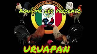 Aquí me les presento ￼