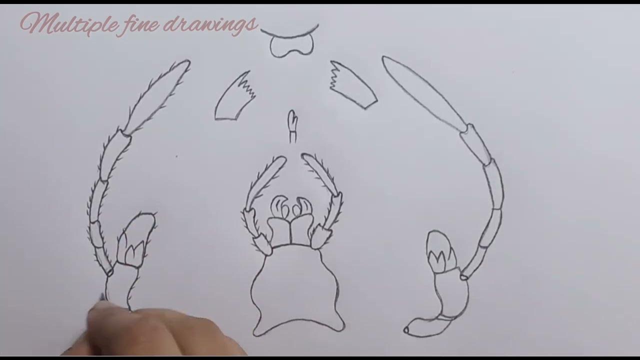 cockroach mouth parts drawing || mouth parts of cockroach - YouTube