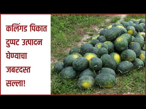 कलिंगड पिक बेसल डोस व्यवस्थापन! - कलिंगड पिक बेसल डोस व्यवस्थापन!