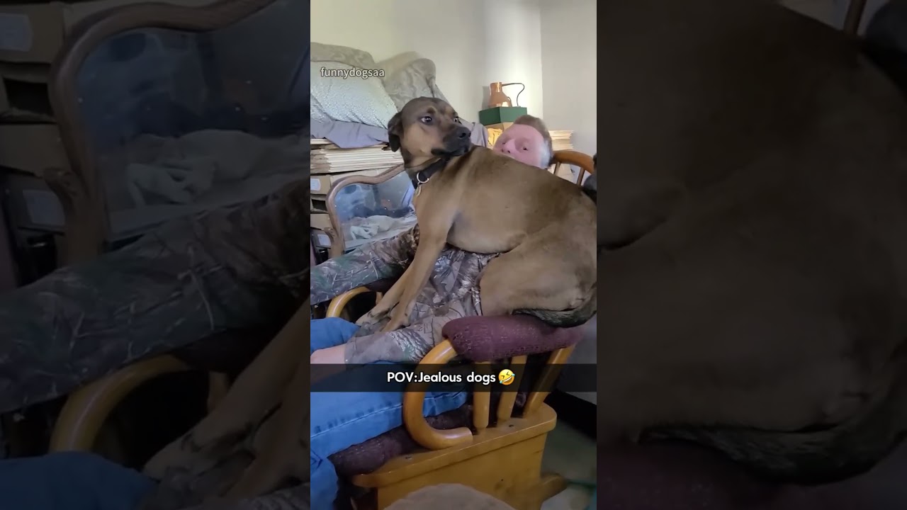 The Most Hilariously Cute Dog#funnydogs#cute#doglover#FunnyCuteDog#AdorablePuppy#FunnyCuteDog