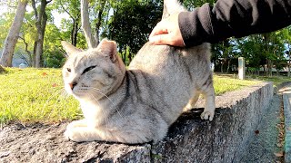 サバトラ猫が「お尻を叩いてくれ！」とシャチホコポーズになる