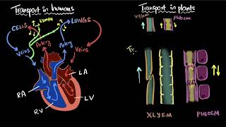 Transportation in humans & plants | Life processes | Class 10 Biology | Khan Academy