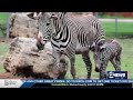 Tanganyika Welcomes Baby Zebra