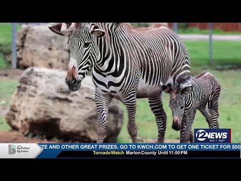 Tanganyika Welcomes Baby Zebra 