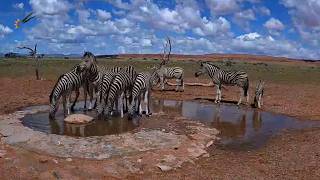 Zebras being Zebras at the Waterhole! Drinking, Playing & Fighting for Space
Experience a beautiful moment from the Namib Desert as a group of zebras gathers at the waterhole to drink, play, and interact in their natural habitat.
After recent rains, the landscape has transformed with fresh green grass, plenty of water, and perfect conditions for wildlife activity. Watch as these zebras enjoy the moment, gently pushing, socializing, and taking turns at the water’s edge. This is real, raw Namibia captured live through the NamibiaCam.
Location: Namib Desert, Namibia
Powered by Gondwana Collection Namibia
Book your stay today and make your desert adventure a reality.
https://safarispecials.travel/?a=namcam
Watch NamibiaCam LIVE:
https://www.youtube.com/watch?v=ydYDqZQpim8
Support the channel:
https://www.youtube.com/@NamibiaCam/membership
Namibia is home to incredible, uniquely adapted wildlife. By watching and sharing, you help showcase and protect these wild spaces. Zebras being Zebras at the Waterhole! Drinking, Playing & Fighting for Space