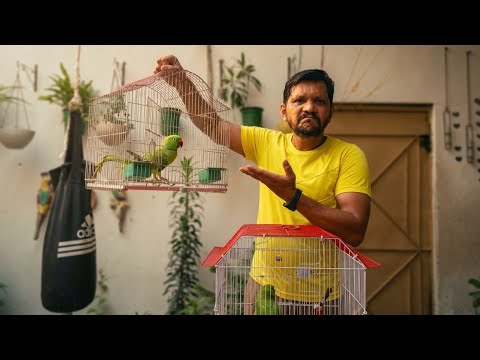 Wild Parrots Talking? Hairan Kar Dene Wali Haqeeqat! 😱| PBI Official