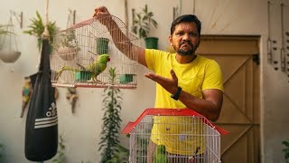 Wild Parrots Talking? Hairan Kar Dene Wali Haqeeqat! 😱| PBI Official