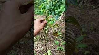 SAMBUNG PUCUK KOPI ROBUSTA  #petanikopi #kebunkopi