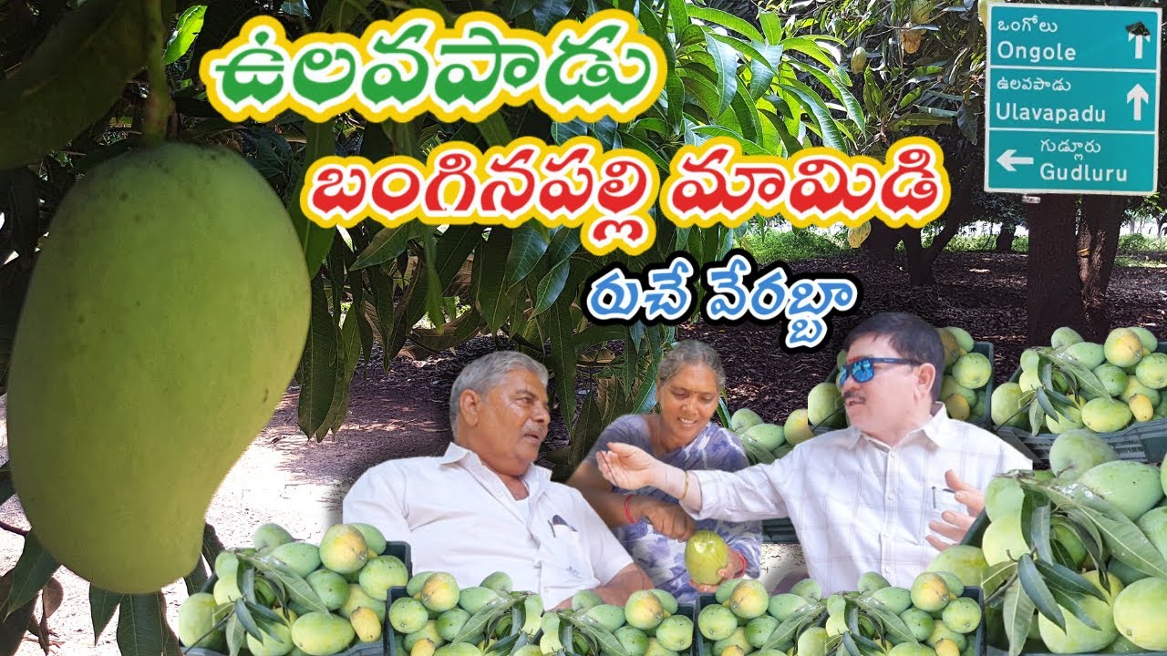 ఉలవపాడులో చెట్టుపై పండిన తేనెలూరే పండ్లు కోసుకోవచ్చు | Ulavapadu Mangoes | Banginapalli Mango