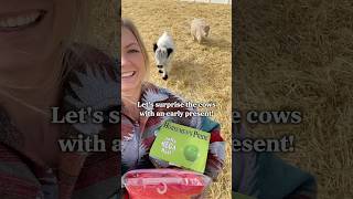 My Cow’s First Christmas Present!