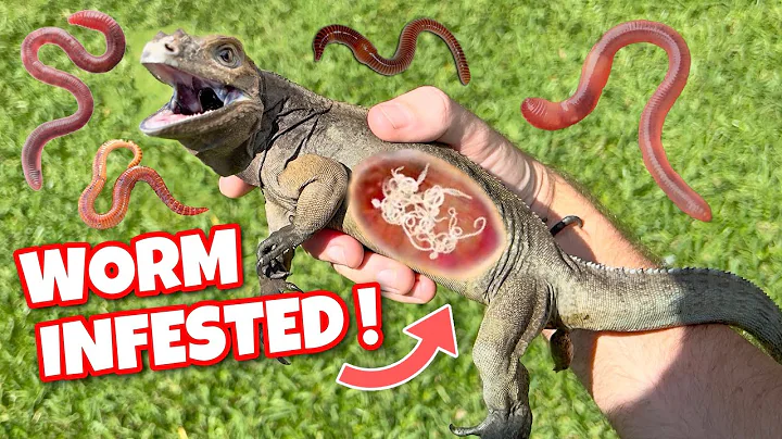 MY IGUANA IS INFESTED WITH WORMS ! CAN WE SAVE HIM ?!