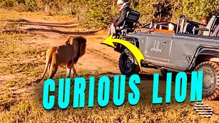 Male Lion Came up Close and Personal to a Tracker and His Body Touched Him Slightly