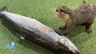 Otters Droom? Bijt In Een Hele Zalm