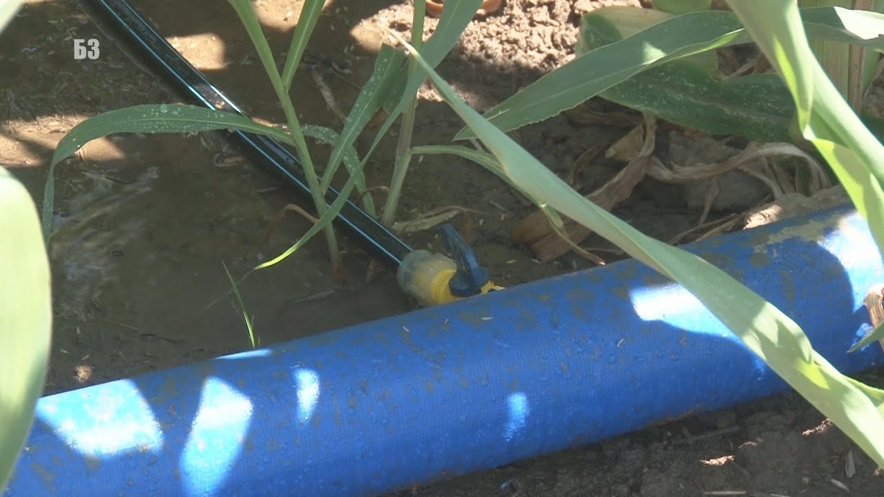 HIT- navodnjavanje KUKRUZA i to MERKATILNOG - kap po kap- NOVO U SRBIJI- koliko KOŠTA na ovu sušu ?