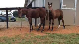 2014 Weanling Colts Peter & Flynn