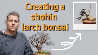 Creating a shohin larch bonsai