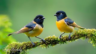 Singing Birds - Calming Music with Beautiful Nature, Music for Ruduce Stress, Study and Sleep