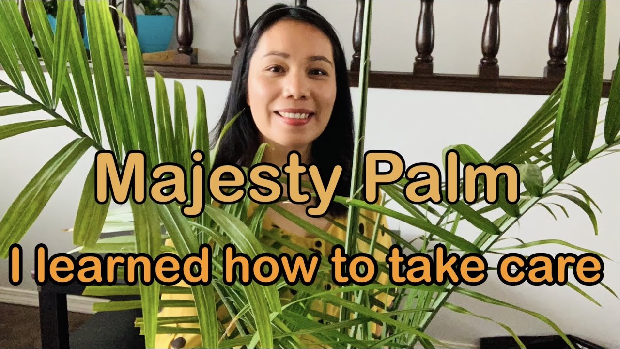 How to take care Majesty Plant? I learned the right way