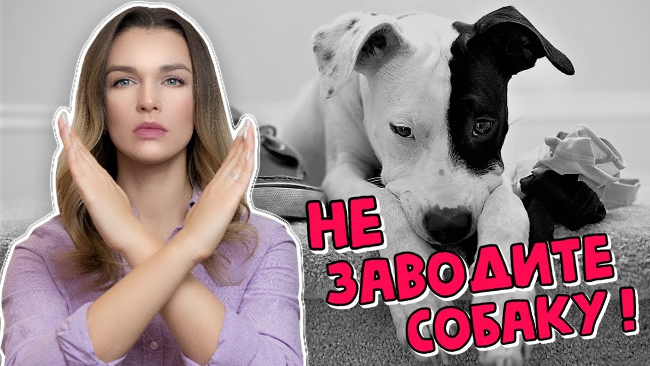 зачем человеку собака?