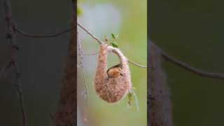 #هذا_خلق_الله #سبحان_الله #explore #viral #youtubeshorts #video #trending