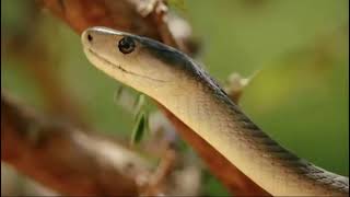 Cobra Attack On Mongoose In Jungle | Love Nature | 4K
