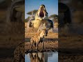 What happened to the hyena  Discover the wild truth #wildlife #nature #hyena