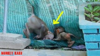 Baby Monkey Luna Crying Very Loudly Try Take Care And Hug But Got Refuse By Orphan Baby