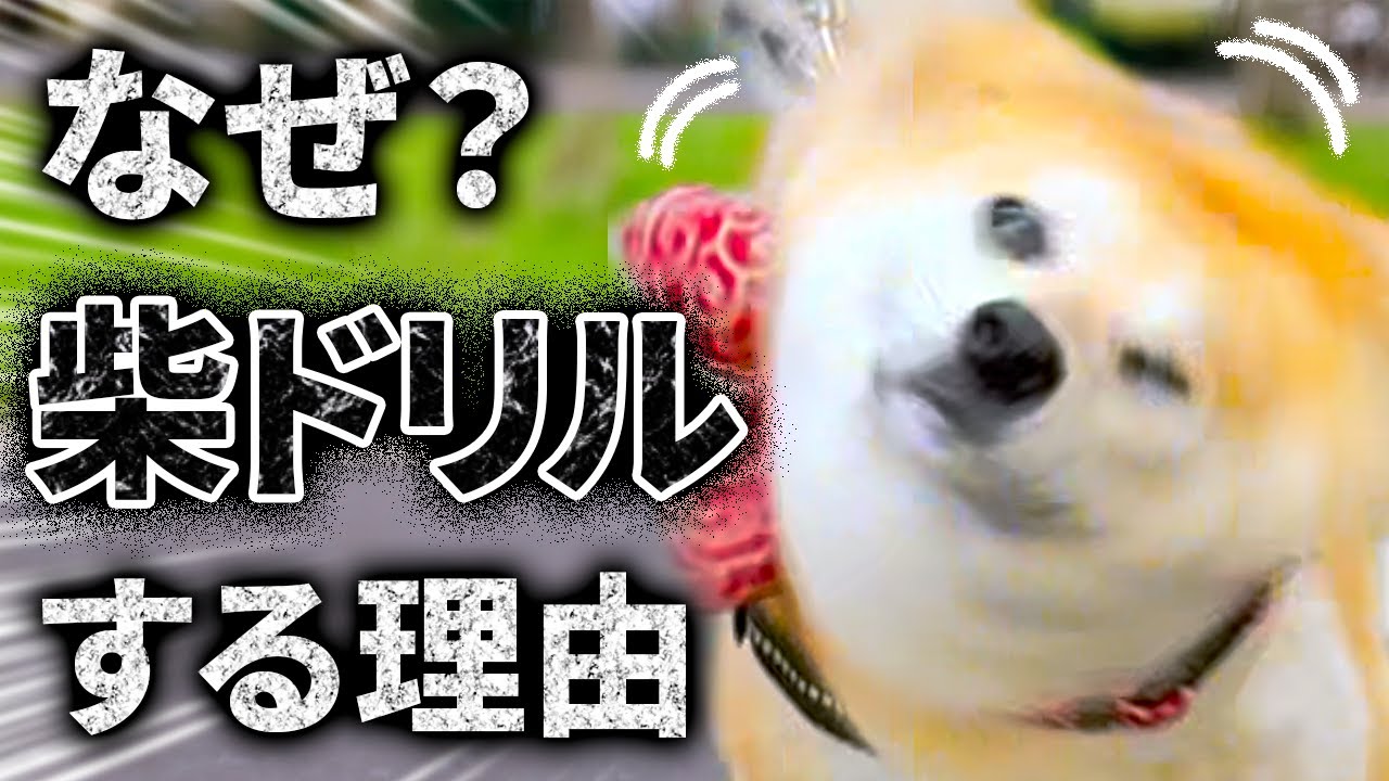 柴犬あるある】気づいてる？柴犬が「柴ドリル」する本当の理由4つ 