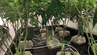 Identifying over crowded canopy and trellis notes