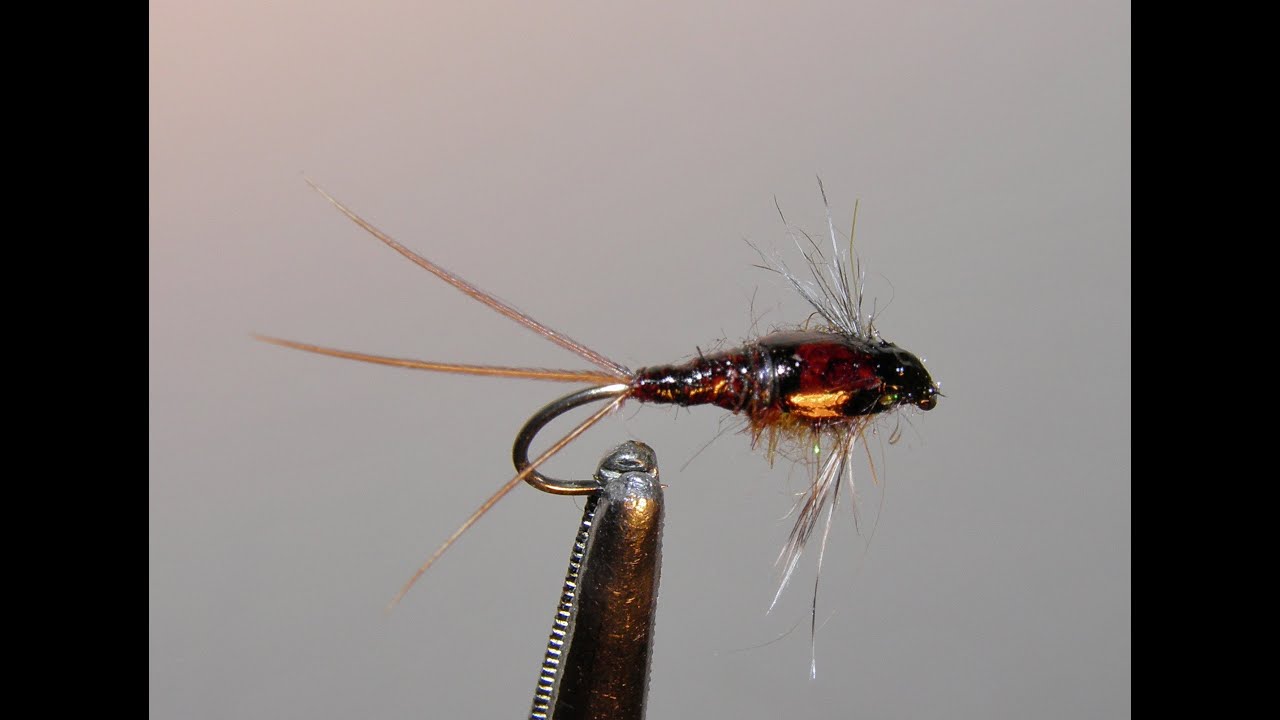 NYMPH  ,,CALLIBAETIS,,  variant  2  SVA
