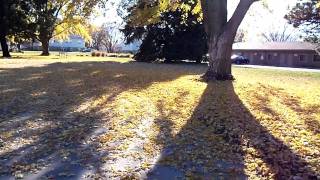Leaves falling on November 3, 2011