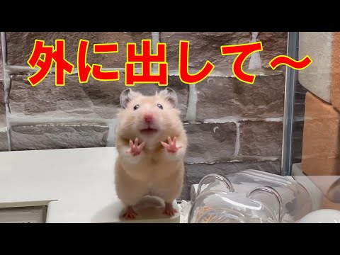 Hamster cute Put out and appeal! [Golden hamster Kinkuma] Syrian hamster