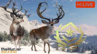 Hunter Cotw Grind! (Mule Deer) #cotw #gaming #fyp #viral #live #hunting #english