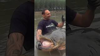 Ho catturato un Pesce Siluro gigante da 120 kg sul fiume Po