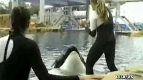 Killer Whale Attack 911 Call