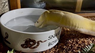 Reticulated Python having a well deserved and long drink
