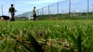 Inmates Train Dogs For Adoption