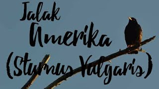 Starlingbird sound || Jalak Amerika Burung Pintar Peniru Suara (Sturnus Vulgaris)