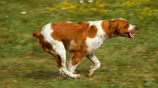 Teaching Your Brittany Dog Recall and Off Leash Skills