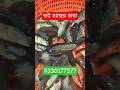 koi fish seed Naihati rajendrapur market 2026 new video #naihati #fishmarket