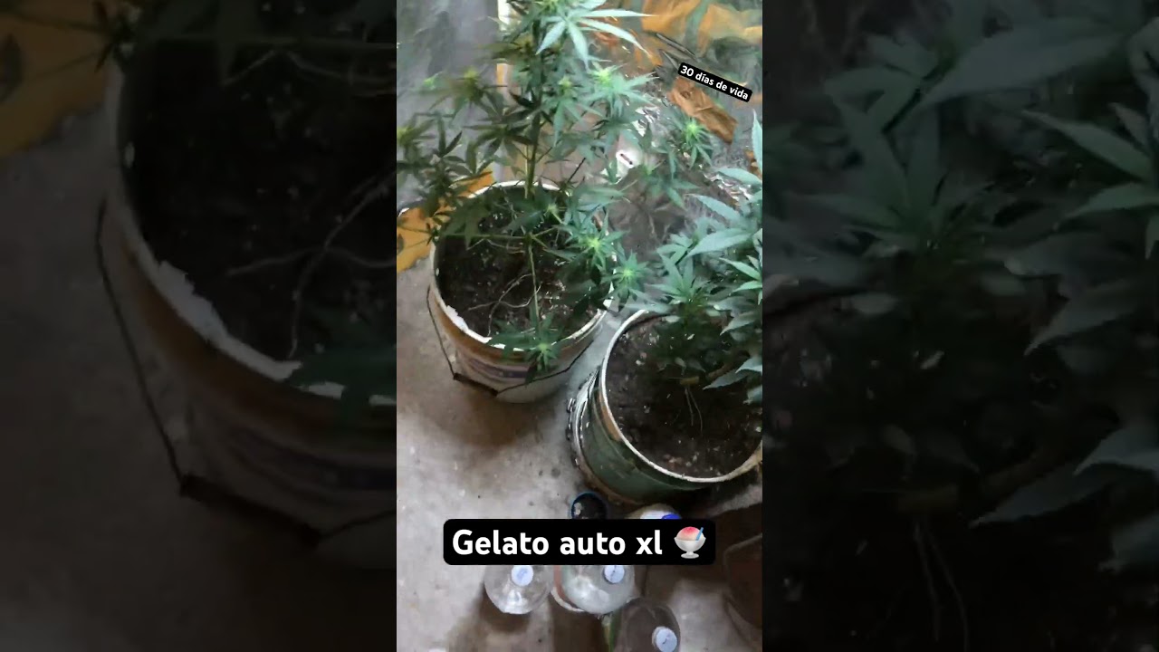 Cultivo con galponeras -Gelato Auto xl🍧