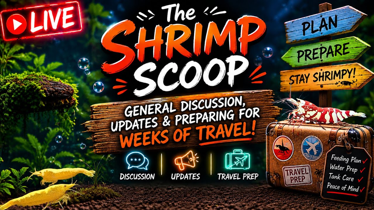 The Shrimp Scoop: Updates, Prep for Travel and General Discussion