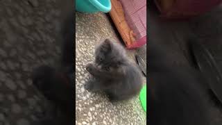 cute persian cat ❤️ | persian cat | shorts