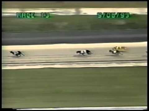 1993-09-06 race13 P's Raising Cain - Sweet Theme Gulf Greyhound Racing