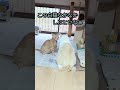 子猫の戦いは続く③#shorts #cat #保護猫 #子猫 #茶トラ